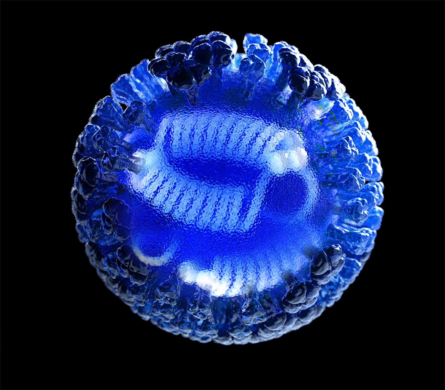 This illustration depicts a 3D computer-generated rendering of a whole influenza (flu) virus, rendered in semi-transparent blue, atop a black background. The transparent area in the center of the image, revealed the viral ribonucleoproteins (RNPs) inside.