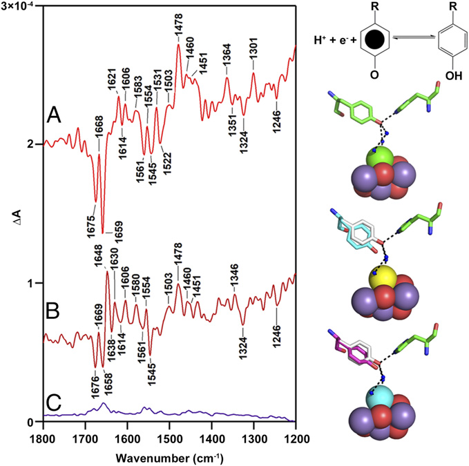 Metal cluster and tyrosine at the core of O2 creation in photosystem II
