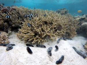Sea cucumbers and coral